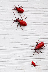 Close up of a group of red boxelder bug nymphs 	