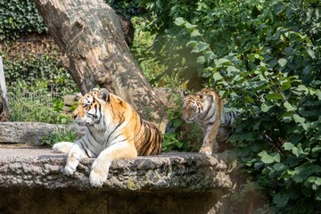 Tigers, one adult and one cub, relaxing and exploring in a lush, green habitat at a zoo
