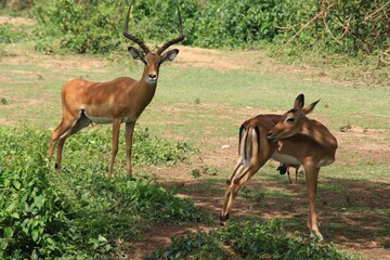 Two impalas in a wildlife reserve