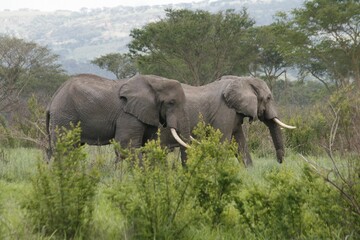 Fototapeta premium African elephants in lush vegetation with mountain backdrop