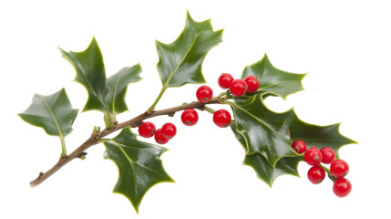 Holly Christmas branch with red berries isolated on transparent background