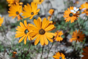 Close-up of vibrant orange flowers in full bloom, against a blurred natural background