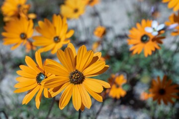 Close-up of vibrant orange flowers in full bloom, against a blurred natural background