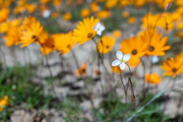 Fototapeta premium Closeup of white and yellow flowers blooming in a field under natural sunlight