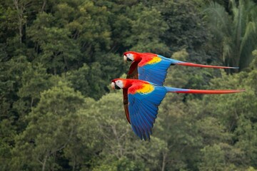 Scenic view of Scarlet macaws flying over a lush green forest, showcasing their colorful feathers © Wirestock