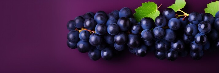 Dark grapes on violet background, wide horizontal panoramic banner with copy space, or web site header with empty area for text.