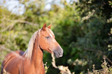 Obraz premium Brown Horse in Sunlit Forest