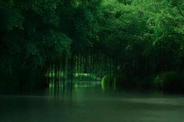 Lush green forest with hanging vines and a calm river.