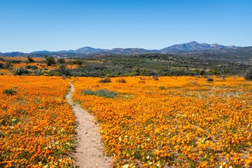 Scenic view of a field of vibrant orange wildflowers in South Africa