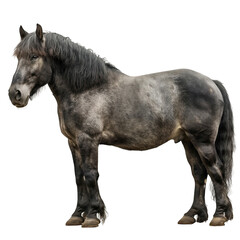 Obraz premium Heavy draft horse isolated on white or transparent background, png clipart, design element. Easy to place on any other background.