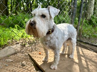 White miniature schnauzer looking serious standing up in sunlight and shadow of chain link fence - Powered by Adobe