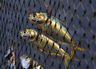 Fototapeta premium Struggling Fish Trapped in a Fisherman's Net: A Symbol of the Fight for Survival