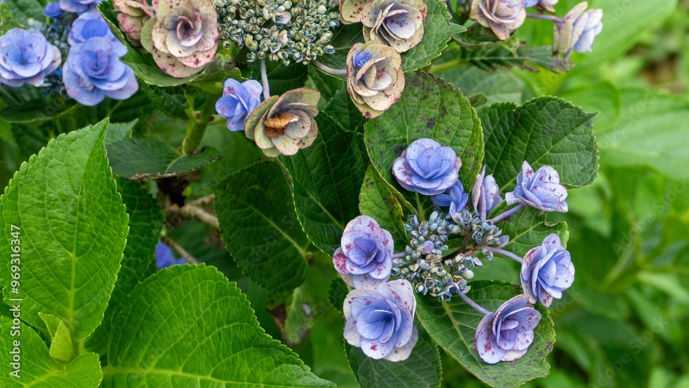 Poster Blue Hydrangea Flowers in a Garden