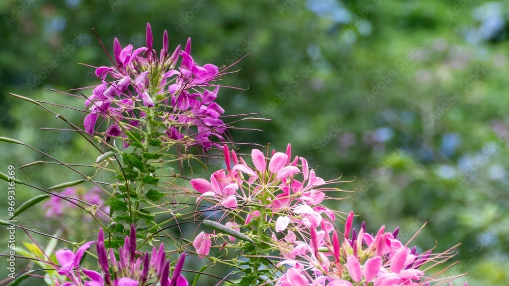 Canvas Prints Vibrant purple and pink flowers in a garden