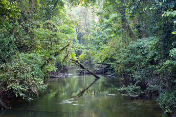 River flowing through dense green lush forest in Gunung Mulu National Park, Borneo island, Malaysia