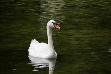 White swan gliding on calm water.
