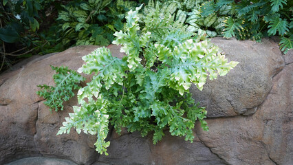Phlebodium Aureum Davana,The Fern for Air Purification and Ornamental Use