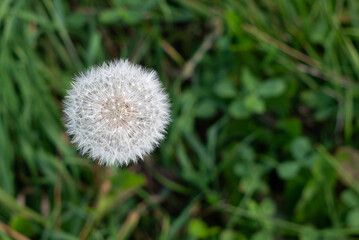 white dandelion close-up on a green background