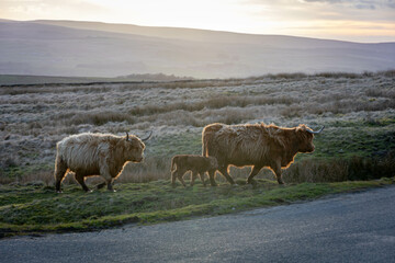 Highland cows walking on a rural road with scenic hills in the background at sunset in Skipton