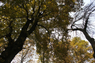 Fototapeta premium autumn trees in the park