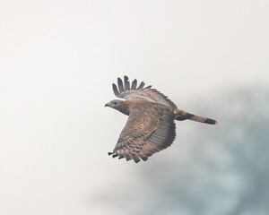 Honey Buzzard in flight, photographed at Bharatpur, Rajasthan