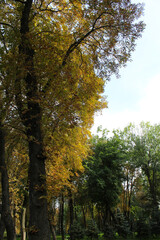 Fototapeta premium autumn trees in the park