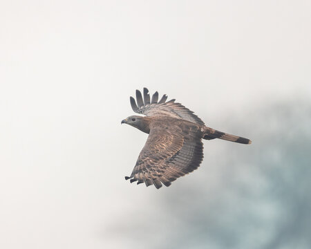 Honey Buzzard in flight, photographed at Bharatpur, Rajasthan
