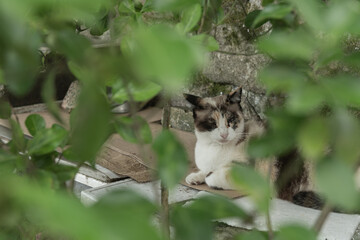 cat half asleep behind the leaves of the tree
