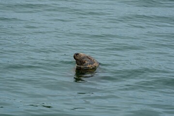 Fototapeta premium An Irish Seal swimming in calm waters near a coastal area during daytime