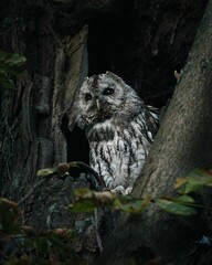 Tawny owl perched in a tree hollow with a natural, wooded background