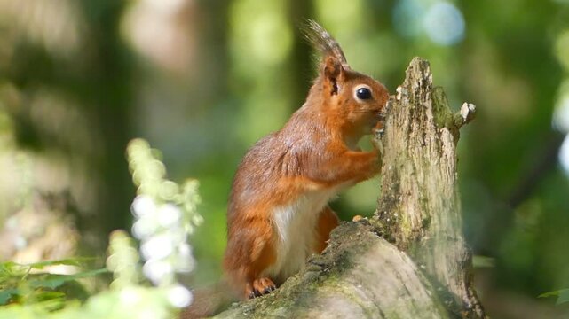 Squirrel eating from an old broken log in the forest on a sunny day against blur background