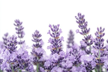 Lavender Blooms in Soft Focus