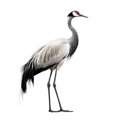Fototapeta premium crane bird transparent background