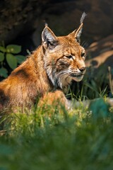 Obraz premium Eurasian lynx sitting in the grass