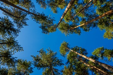 Fototapeta premium View of tall pine trees against a clear blue sky, creating a natural frame