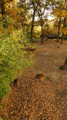 Group of fallow deer searching for food under the trees in autumn. Vertical mobile photo