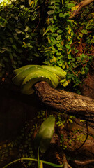 Green tree python resting on a branch in lush greenery. Vertical mobile photo