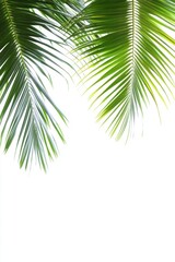 Naklejka premium Coconut tree leaf abstract with copy space background