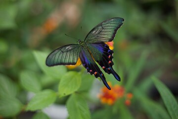 Vibrant butterfly with iridescent wings in a garden