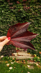 Woman is showing a red maple leaf with a green ivy and door background. Vertical mobile photo
