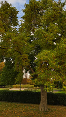 Large tree changing color in autumn with yellow and green leaves in Royal garden Prague. Vertical mobile photo