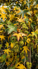 Sweetgum tree showing off autumn colors with spiky seed pods. Vertical mobile photo