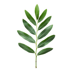 Fototapeta premium Acacia leaf on transparent background.