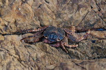 A crab calmly rests on a rugged rock surface during low tide, basking in the sun against a backdrop of the coastal landscape, showcasing its unique features and natural habitat