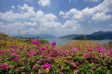 Obraz premium Colorful bougainvillea flowers thrive along the lake's edge, offering a beautiful contrast to the tranquil waters and distant mountains under a sunny sky