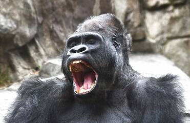 Close-up of a gorilla with mouth open © Wirestock