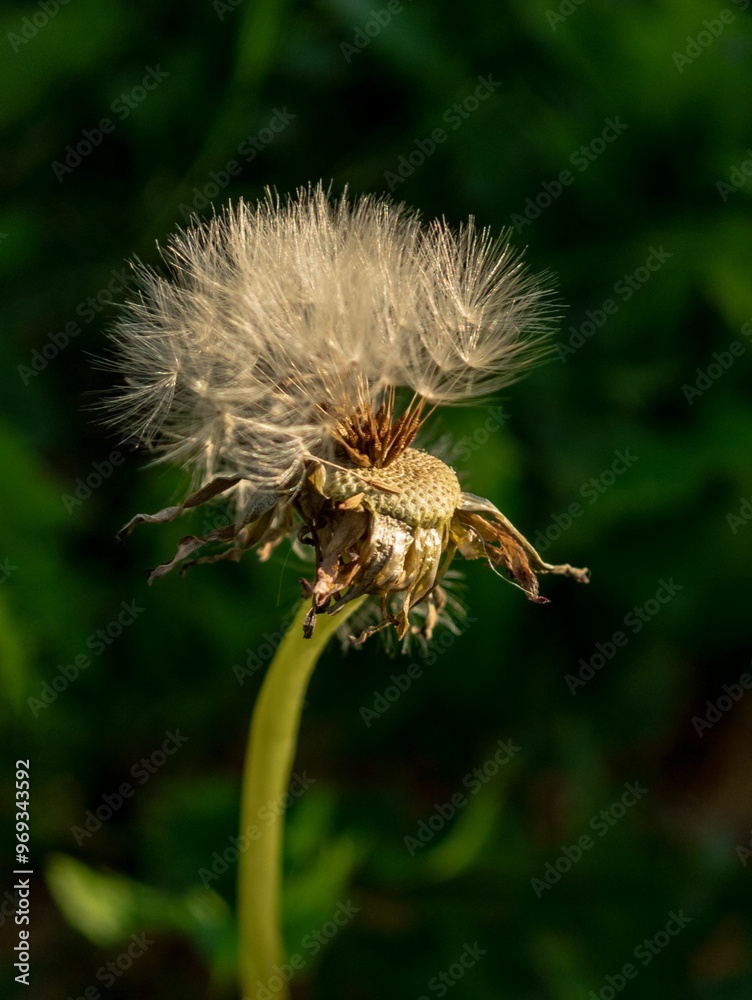 Poster Close-up of a dandelion seed head with soft focus green background.