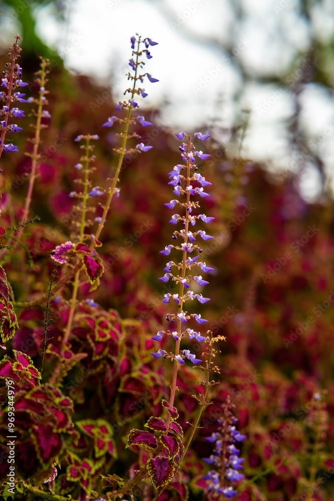 Sticker Purple flowers bloom in a garden with vibrant red and green foliage in the background.