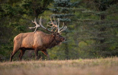Bull elk during the rut