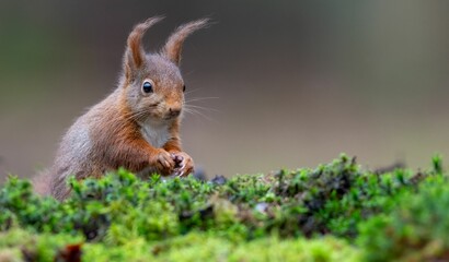 Curious red squirrel on mossy ground